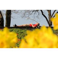 2090_5790 Parkbesucher auf einer Bank in der Frühlingssonne - gelbe Osterglocken | Fruehlingsfotos aus der Hansestadt Hamburg; Vol. 2